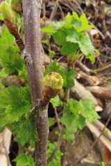 Cecidophyopsis ribis