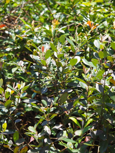Rhodomyrtus tomentosa