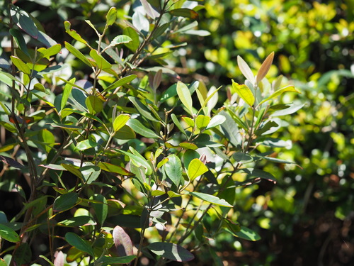 Rhodomyrtus tomentosa