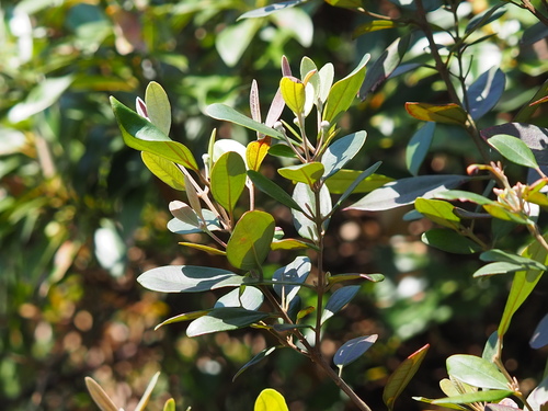 Rhodomyrtus tomentosa iNat (2)