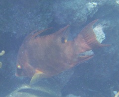 Lachnolaimus maximus