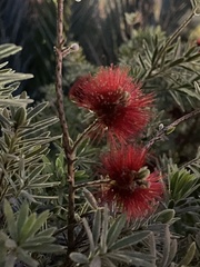 Calliandra californica