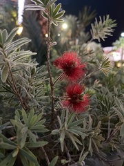 Calliandra californica