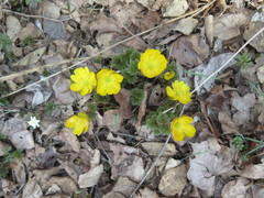 Adonis amurensis
