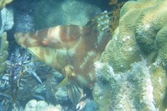 Lachnolaimus maximus