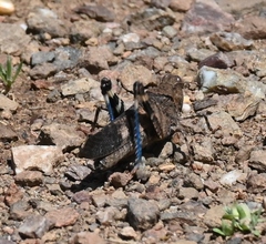 Trimerotropis fontana
