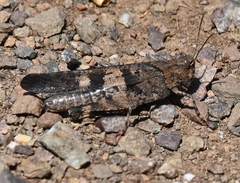 Trimerotropis fontana