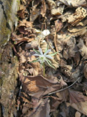 Eranthis stellata