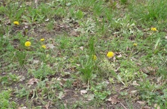 Taraxacum proximum