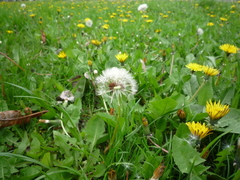 Taraxacum proximum
