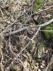 Polystichum subtripteron