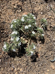 Greeneocharis similis