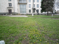Taraxacum proximum