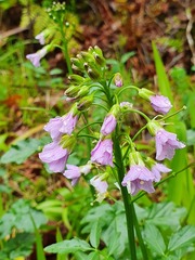 Cardamine raphanifolia