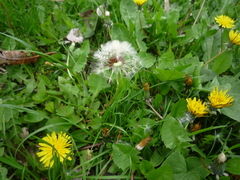 Taraxacum proximum