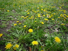 Taraxacum proximum