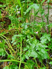 Cardamine raphanifolia