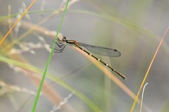 Austrolestes leda