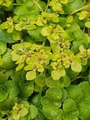 Chrysosplenium oppositifolium