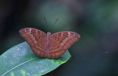 Tanaecia julii