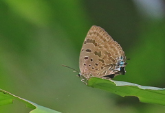 Arhopala silhetensis