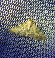 Dysallacta negatalis