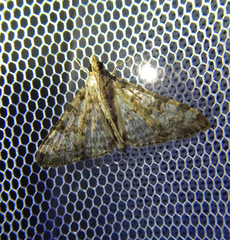 Dysallacta negatalis