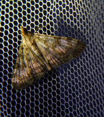 Dysallacta negatalis