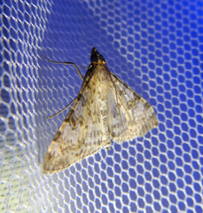 Dysallacta negatalis