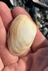 Venerupis largillierti