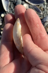 Venerupis largillierti