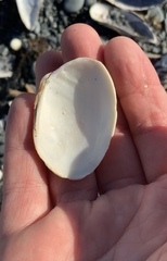 Venerupis largillierti