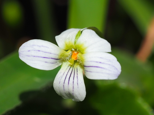 Viola betonicifolia iNat (1)