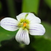 Mountain Violet - Photo no rights reserved, uploaded by 葉子