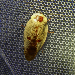 Gyna caffrorum