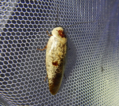 Gyna caffrorum