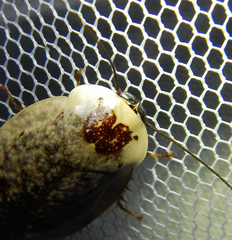 Gyna caffrorum