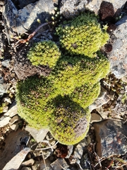 Veronica ciliolata fiordensis