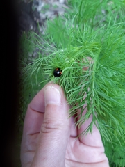Harmonia axyridis