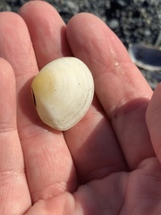 Pseudarcopagia disculus