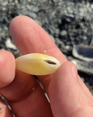 Pseudarcopagia disculus