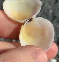 Pseudarcopagia disculus