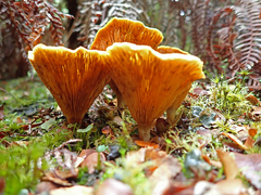 Austropaxillus muelleri