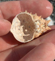 Pseudarcopagia disculus