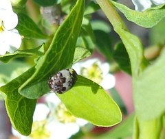 Anthrenus latefasciatus