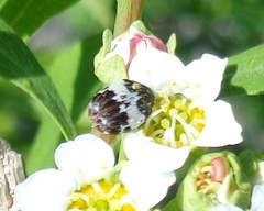 Anthrenus latefasciatus