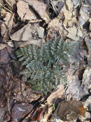 Sceptridium robustum