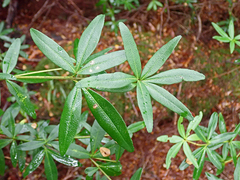 Acradenia frankliniae