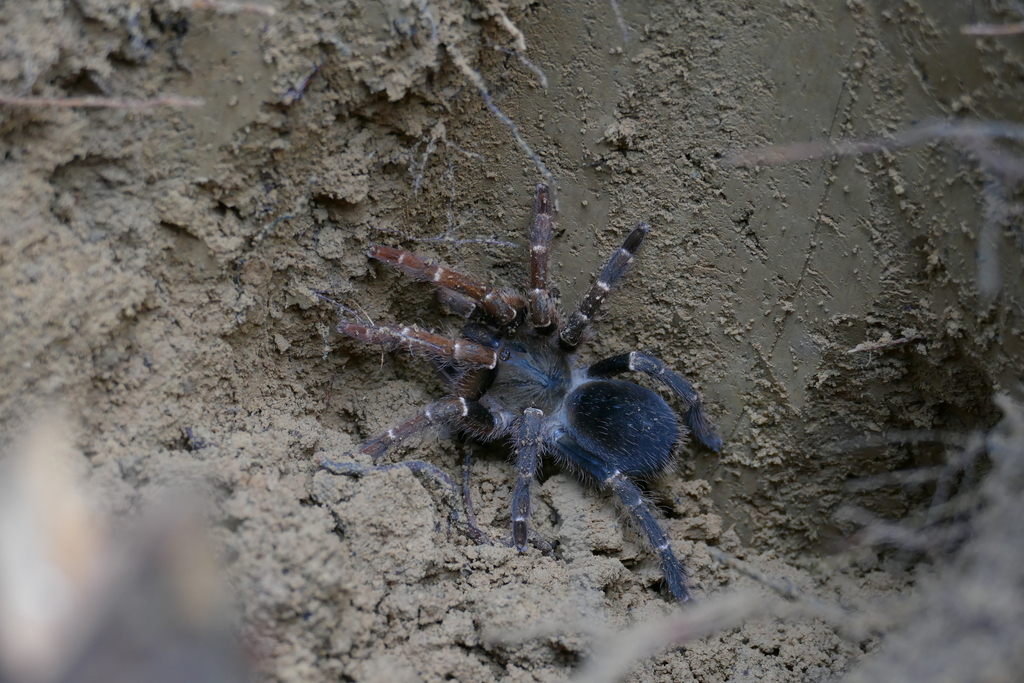 Phoneyusa from Banalia, Democratic Republic of the Congo on January 19