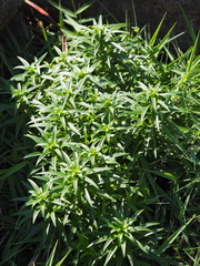 Lilium longiflorum scabrum